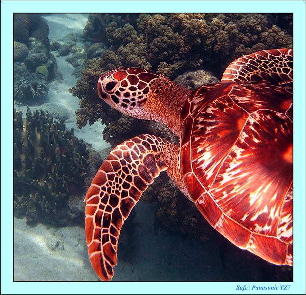 2012 - 07 - Apoh Island 75